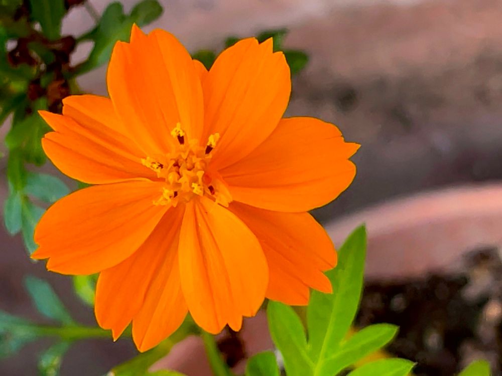 ８月に咲くオレンジ色の花かぎけん花図鑑