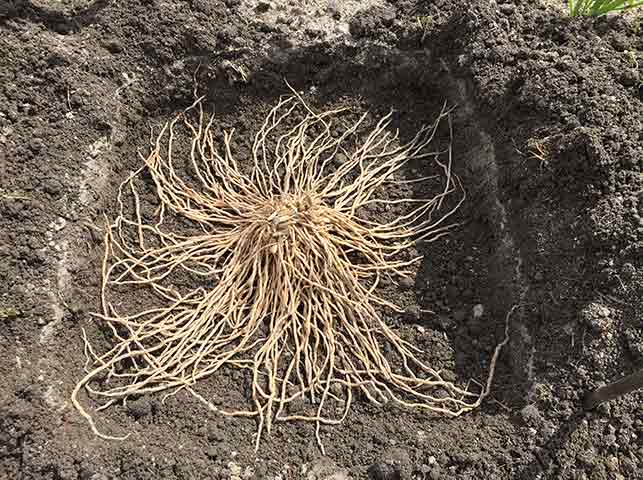 アスパラガスの苗が到着したら 定植青空トマト学園