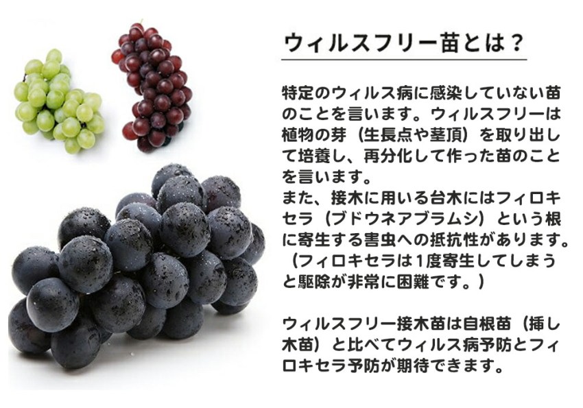 日本ルナ バニラヨーグルト 白ぶどうシャルドネ 100g×6コ入 コープこうべネット