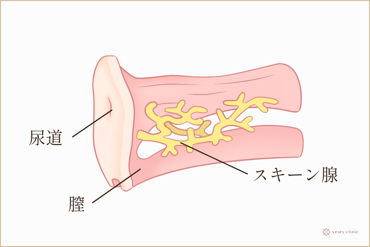 女性が“イケる方法”を女医が徹底解説｜喜ばせるテクニックとは？ ｜ TAクリニックグループ｜美容整形・美容外科｜全国展開中｜