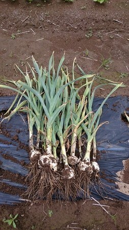 にんにくの収穫時期は遅れても大丈夫？収穫後の干し方や保存法を解説