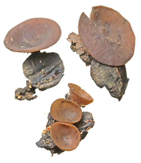 チャワンタケ 写真素材4121697- フォトライブラリ