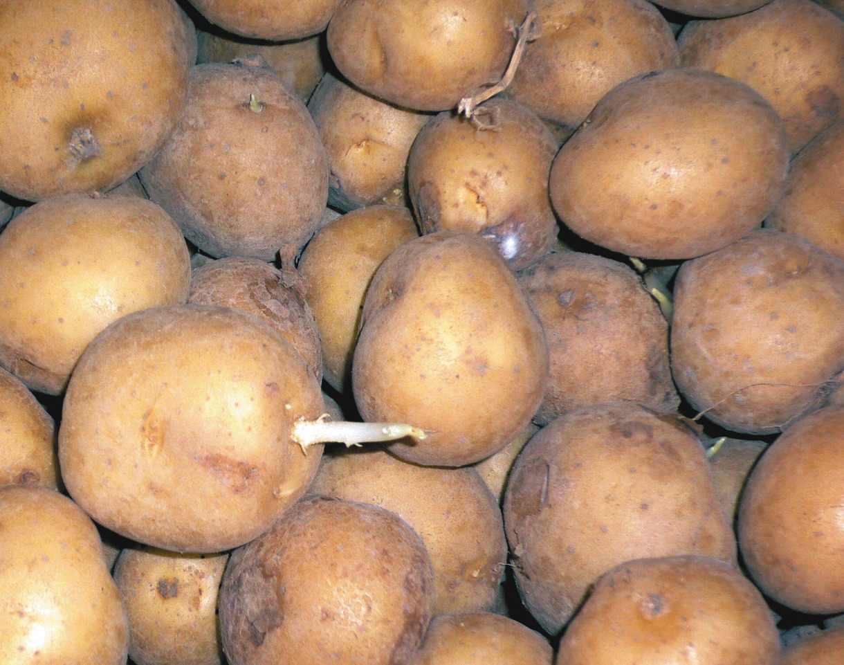 芽が出たじゃがいもは捨てるべき?どうしたら食べられる?デリッシュキッチン