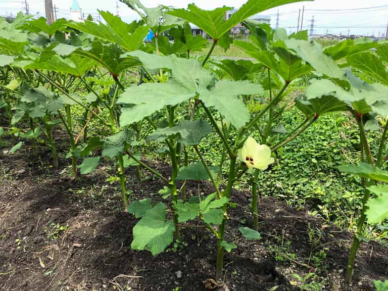オクラ栽培「上級編」三和農園