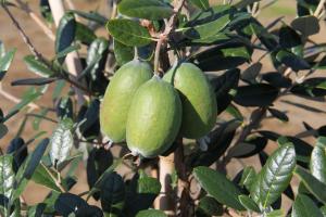 秋に実をつける“フェイジョア”はどんな果実？ 実がなるまで・挿し木- Trip for life