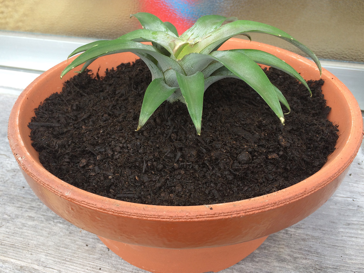 パイナップル 育ち方しろばなガーデン