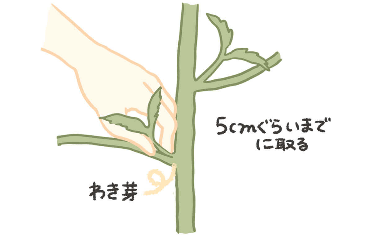 家庭菜園の定番夏野菜！ナス・ピーマン・シシトウの脇芽かきと整枝方法 簡単3本仕立て 1番果についても解説！ 有機農家直伝！無農薬で育てる家庭菜園22 5 28