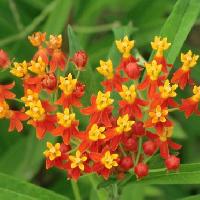 夏花・オレンジ 2014 : 今日も渚で日が暮れて