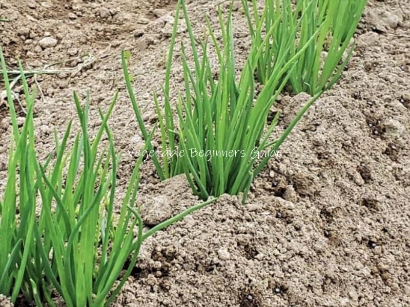 ねぎ栽培ワンポイントアドバイスvalor-navi バローナビ