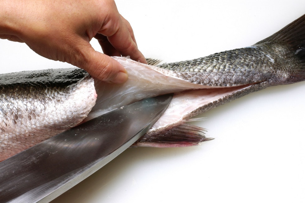 鱸 すずき のさばき方 - How to filet Japanese Seaperch -日本さばけるプロジェクト 海と日本プロジェクト