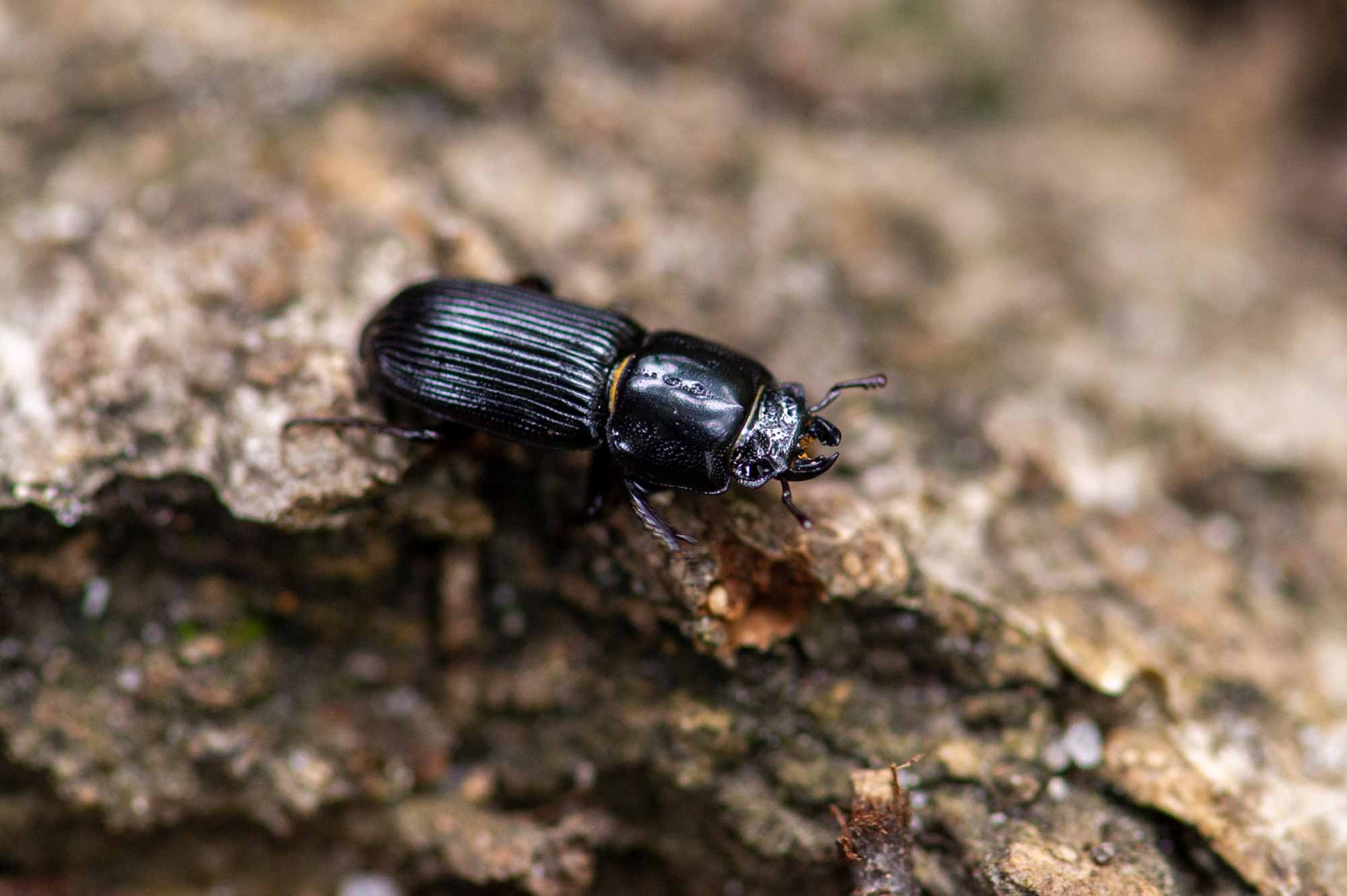 楽天市場 クワガタ 餌の通販