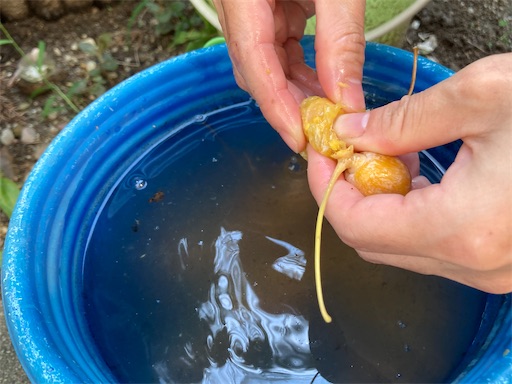 銀杏の葉っぱ 百留ななみ : 南の魚座 福岡短歌日乗