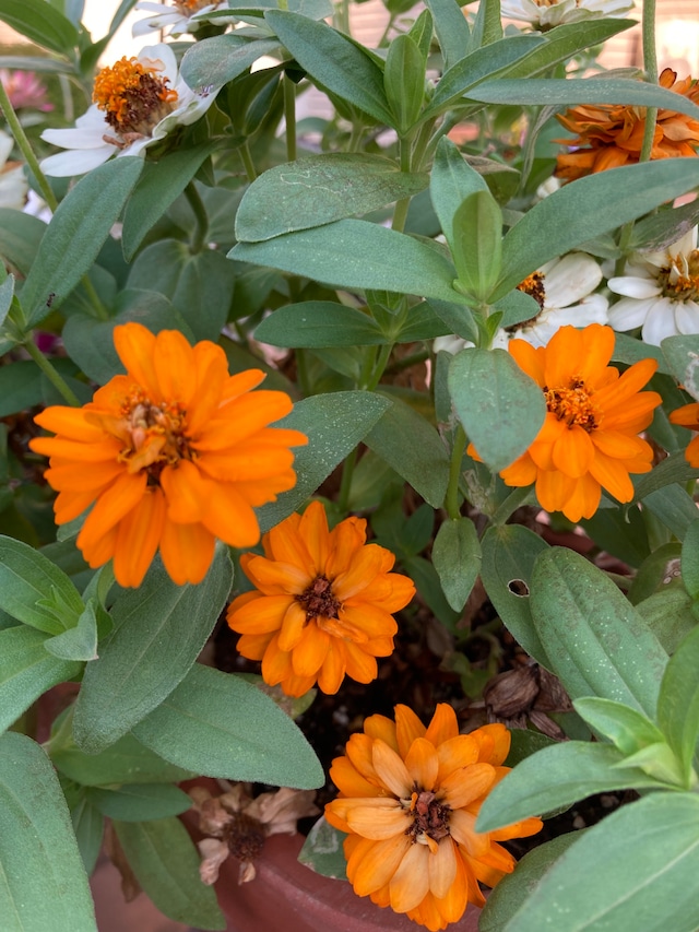 ブローチ デイジー オレンジ色 新品 オレンジ お花 プレゼント 花 フラワー スーツ バッグ ストール マフラーワンピースYahoo!フリマ 旧PayPayフリマ