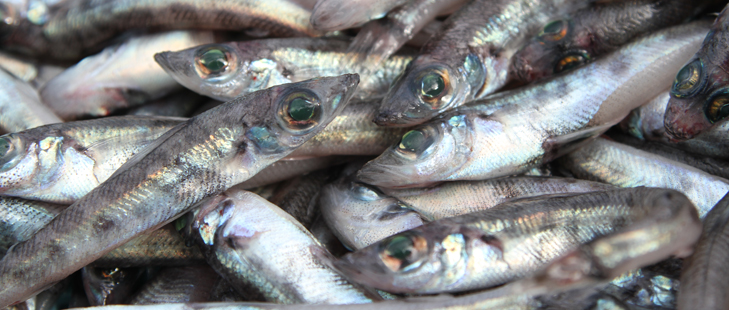 メヒカリ アオメエソ の基本と食べ方料理鬼パンの魚つんつん 魚と寄生虫と料理専門