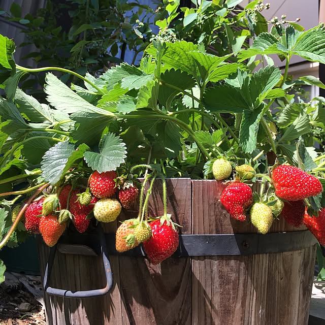 My Strawberry Fields計画＠城ケ崎 連載コラム第2回大人のイチゴ農園「菜園と海」編集部