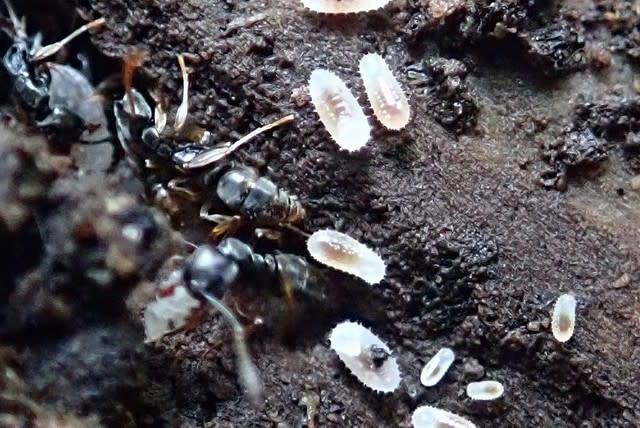 アリの卵ねずみ・害虫・シロアリ駆除ならシー・アイ・シ