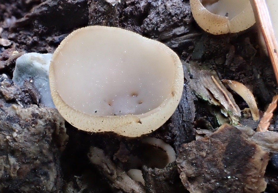 森の中のチャワンタケ森の中の小さな生き物を探そう