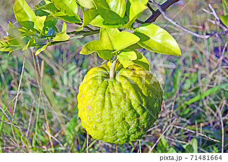 大きいのが文旦 ぶんたん 小さいのは鬼柚子 おにゆず または、獅子柚子 ししゆず と言います。 - 松岡みゆき マツオカミユキ選挙ドットコム