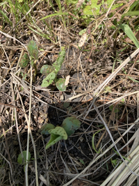 楽天市場送料無料兵庫県産 丹波篠山 黒枝豆 約2kg 北海道沖縄別途送料加算: 808青果店