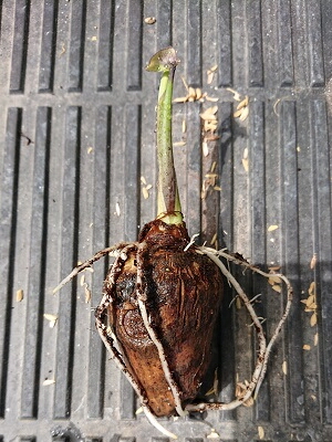 サトイモ 里芋 の育て方と栽培のコツやまむファーム