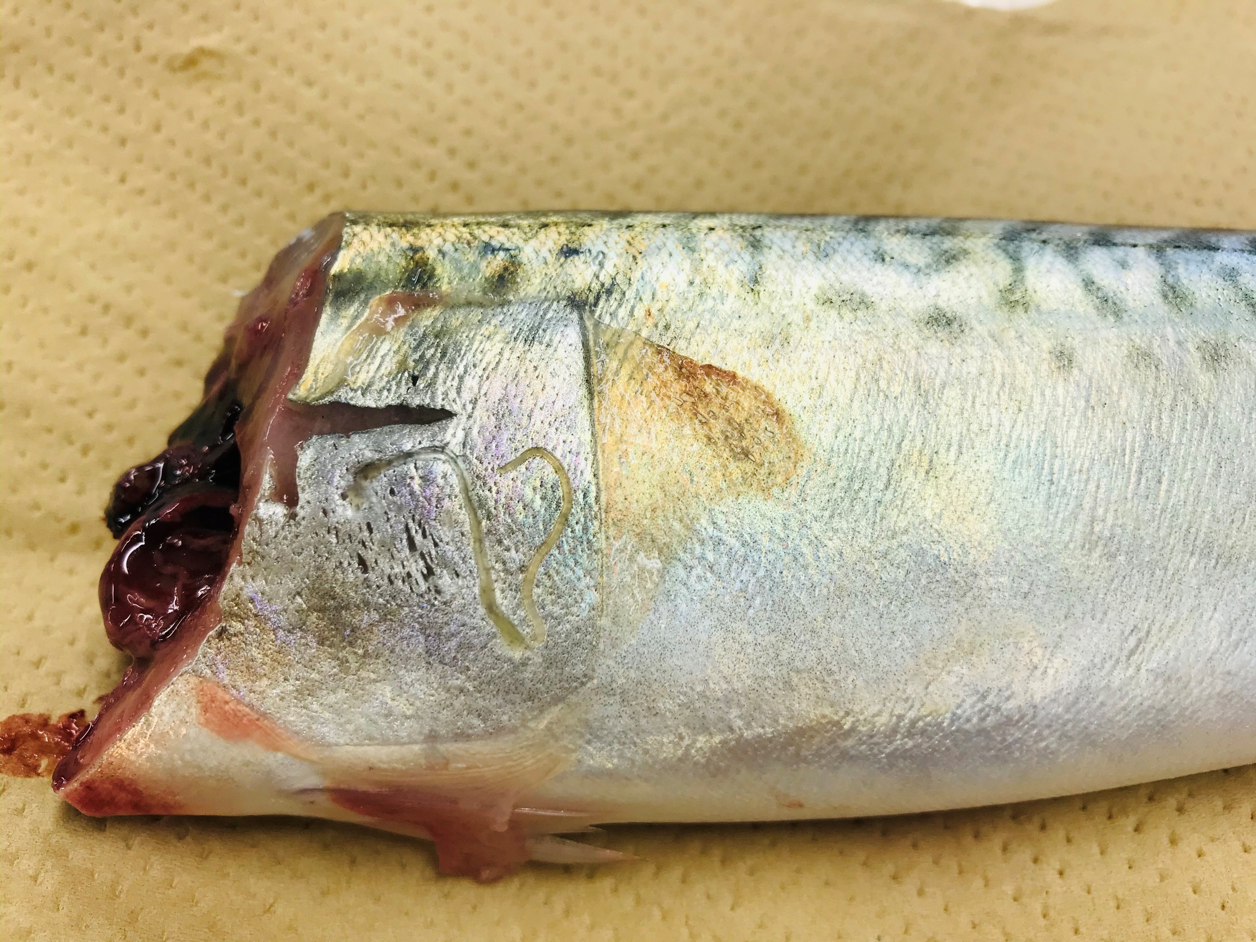 シーバスの大型は「寄生虫」の確率が高いって本当！？│釣りブログACTION釣果ポイントお得な総合情報