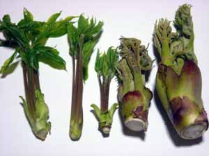 山菜採りシリーズ⑥－3 コシアブラあきた森づくり活動サポートセンタ