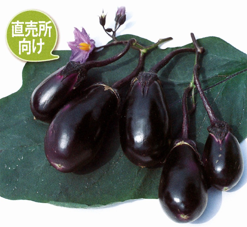 黒小錦 1000粒 ナス なす 茄子 ヤエ交配八江農芸 種 たね タネ通常5倍 5のつく日はポイント10倍対象外商品ポイント3倍固定商品黒錦3号 茄子 ※2025年今期品切れ - e-種や国内最大級の野菜種・花種・苗・農業資材の販売店