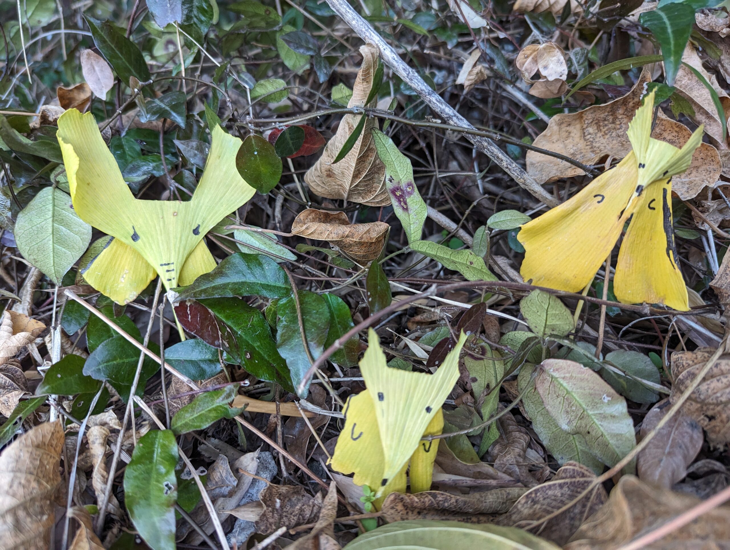 ぎんなんの簡単でおいしい食べ方！くさい理由・子どもにはＮＧな理由も解説和樂web 美の国ニッポンをもっと知る