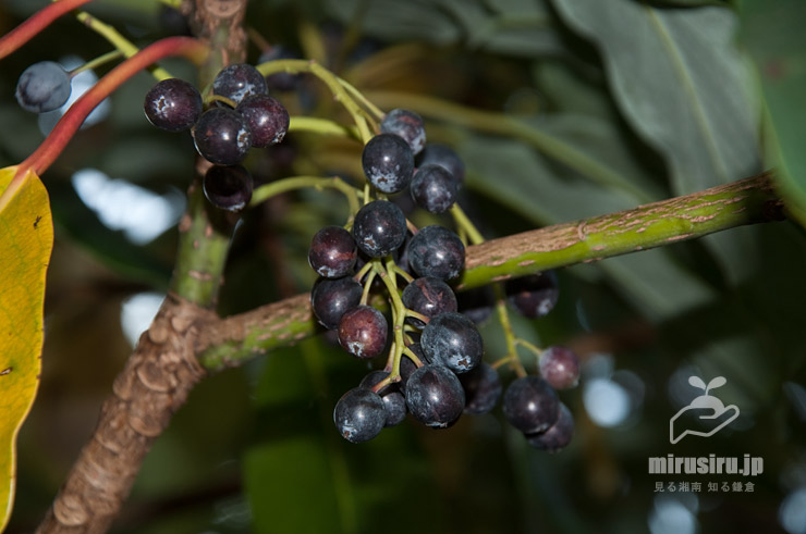 ヒメユズリハの育て方！ユズリハとの違いや剪定時期、害虫対策を解説