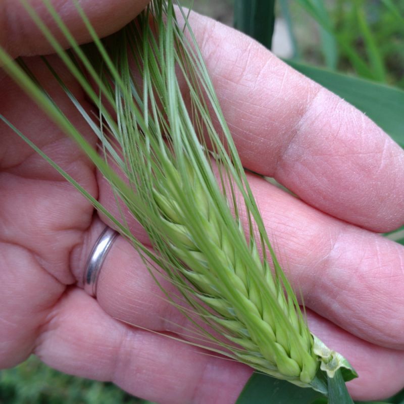 日本大麦食品株式会社