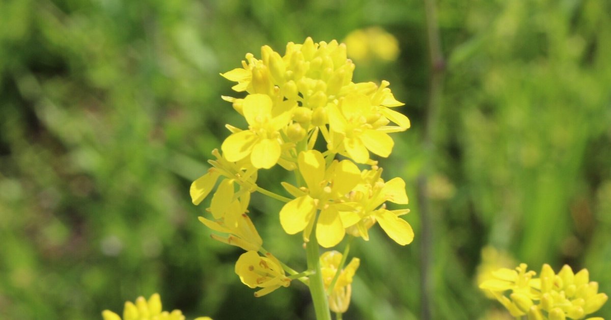 仕出し割烹しげよし