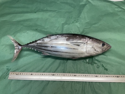 検証 安い「カツオのタタキ」も自分で炙ればメッチャ美味しくなるんじゃないか？ やってみた結果ロケットニュース24