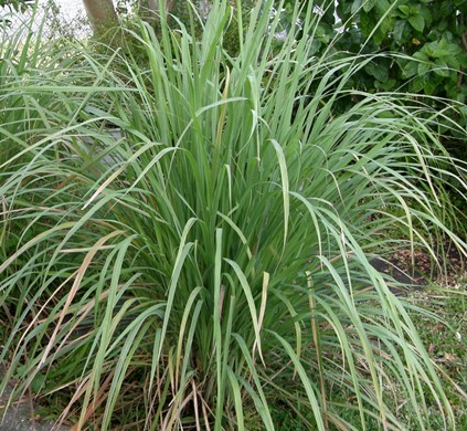 庭木・植木：ロシアンオリーブ 細葉グミ ヤナギバグミ*ぐみ遊恵盆栽楽天市場店