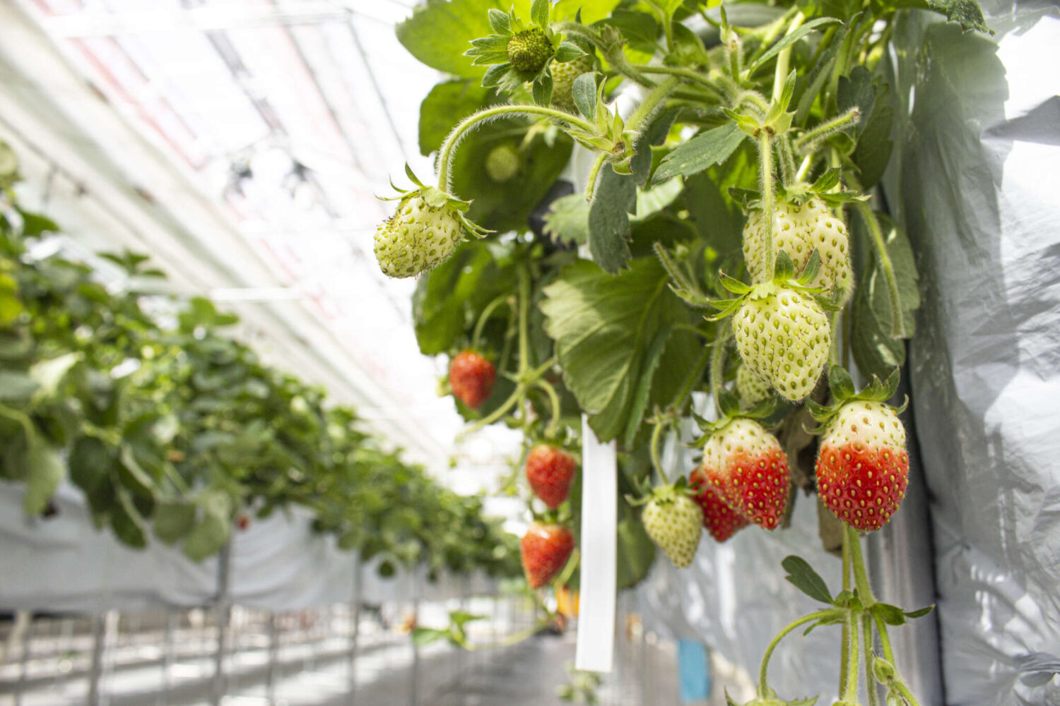 蒲郡・夏のフルーツ収穫祭 2025カッコーパルック