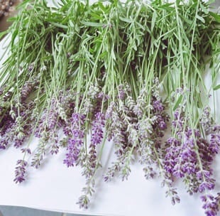 作ってみた〜ラベンダーポプリでサシェ作り〜Megu＠家庭菜園と刺しゅう好き