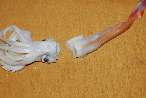 コウイカ・甲烏賊」 3 捌き方 その2 胴の処理 - 魚料理と簡単レシピ