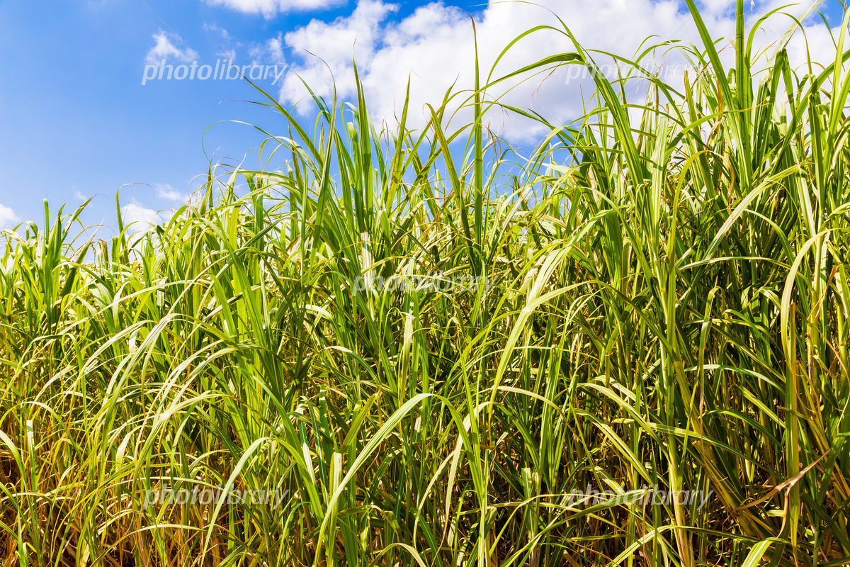 サトウキビイラスト素材透過、PNGフリー画像ダウンロード - Pngtree