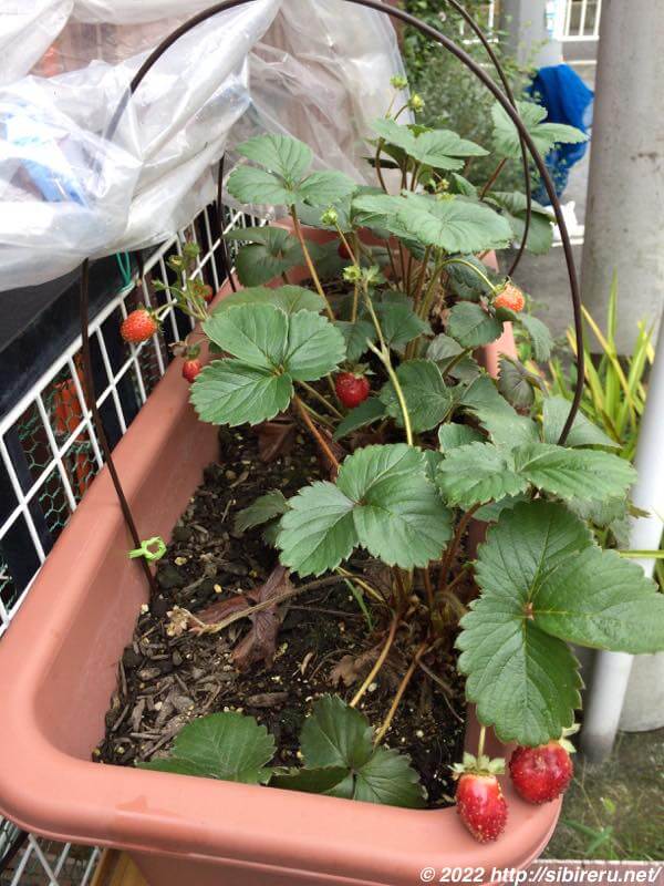 家庭菜園 いちご栽培 ４月 『３段棚栽培で長～く収穫』 ＆ 『収穫後のカンザシ除去』