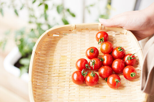 フリー写真手の中のミニトマトパブリックドメインQ：著作権フリー画像素材集