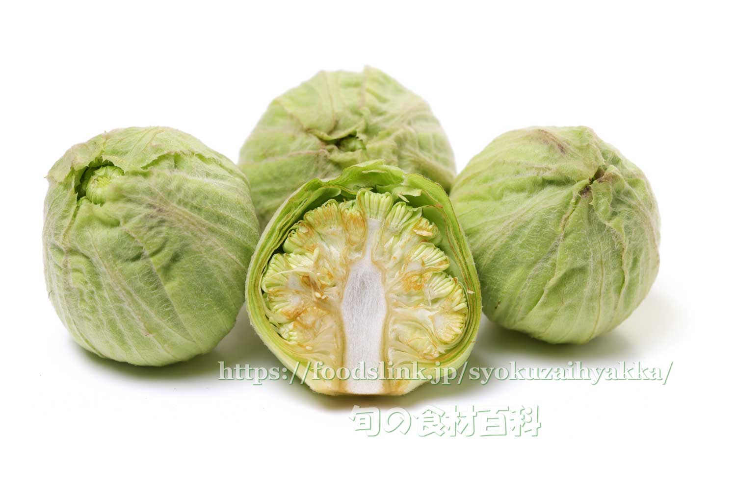 フキノトウ 蕗の薹 ふきのとう：旬の野菜百科