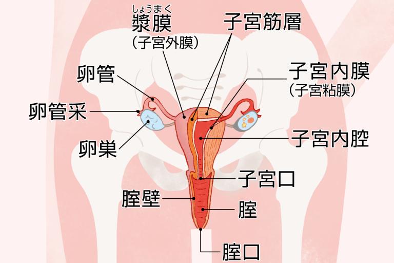 女性器について、正しい知識を持ちましょう | ゆかりレディースクリニック 神戸市三宮にある婦人科