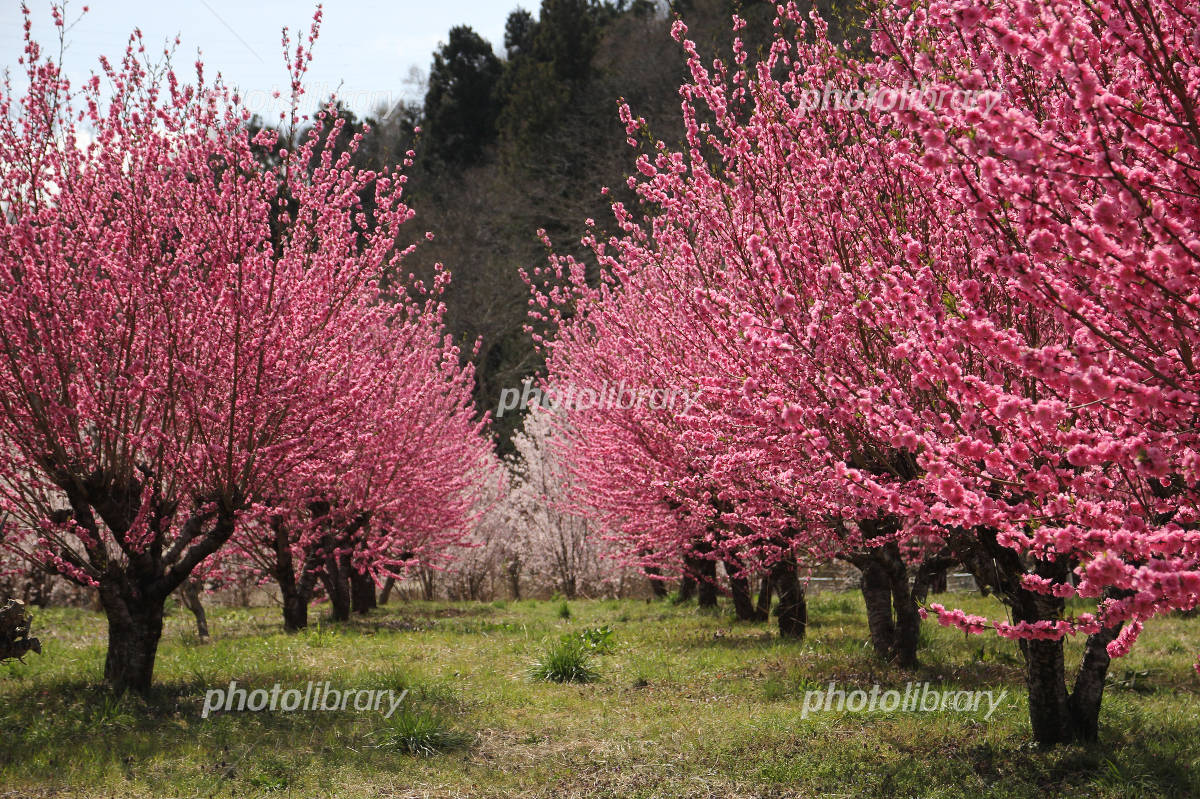 784 桃の花 Stock Videos,