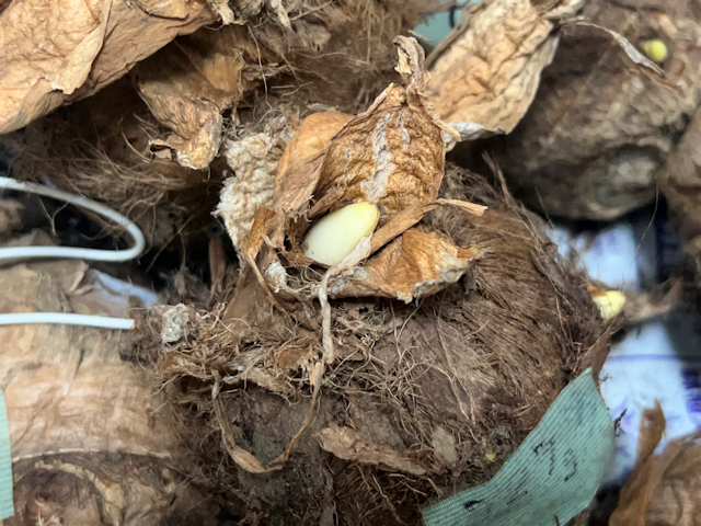 里芋の芽出し作戦、予想外の結末！ca-ptain@農ある暮らし