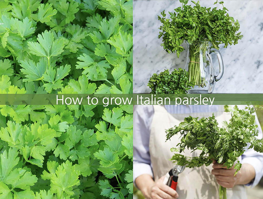 あなたはパセリの収穫を見たことありますか農畜産物長野県のおいしい食べ方