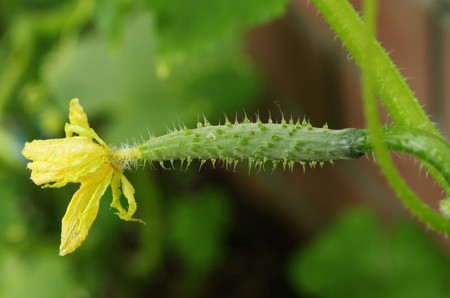 きゅうりのベランダ菜園についてです。2週間前から身が付いて 園芸相談Q＆Aみんなの趣味の園芸