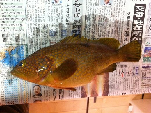 釣り人系ユーチューバーおすすめ！地元で獲れた高級魚「アズキマス」の甘～いお刺身に舌鼓！愛知県安城市でなりゆきグルメ旅『なりゆきアフロ』グルメLocipo Press
