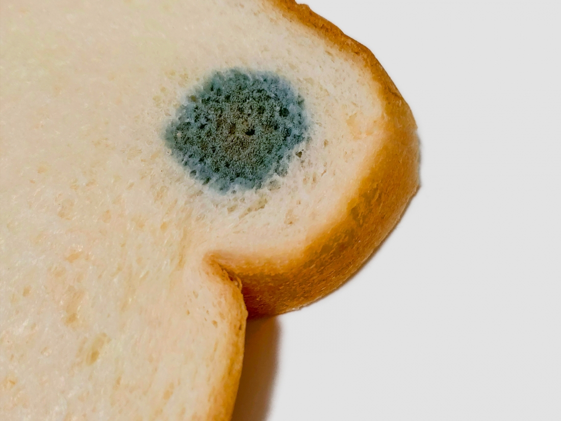 9カ月前の食パン、食べられる？ 車内から発見、カビなしモッチモチ 「なぜカビ生えない？」山崎製パンに聞いたまいどなニュース