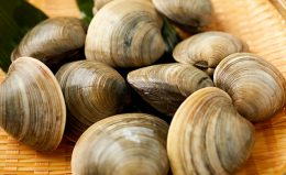 ホンビノス貝とハマグリの違いって何? 写真、見た目、食べた感想をお伝えします!まるっと千葉を知り尽くしたい♪