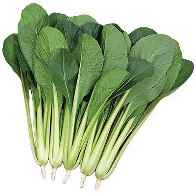 葉物野菜 - SearchX