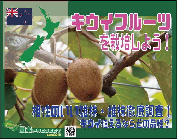 農家が教えるキウイの育て方 初心者でも簡単に栽培できるフルーツNo.1!マイナビ農業